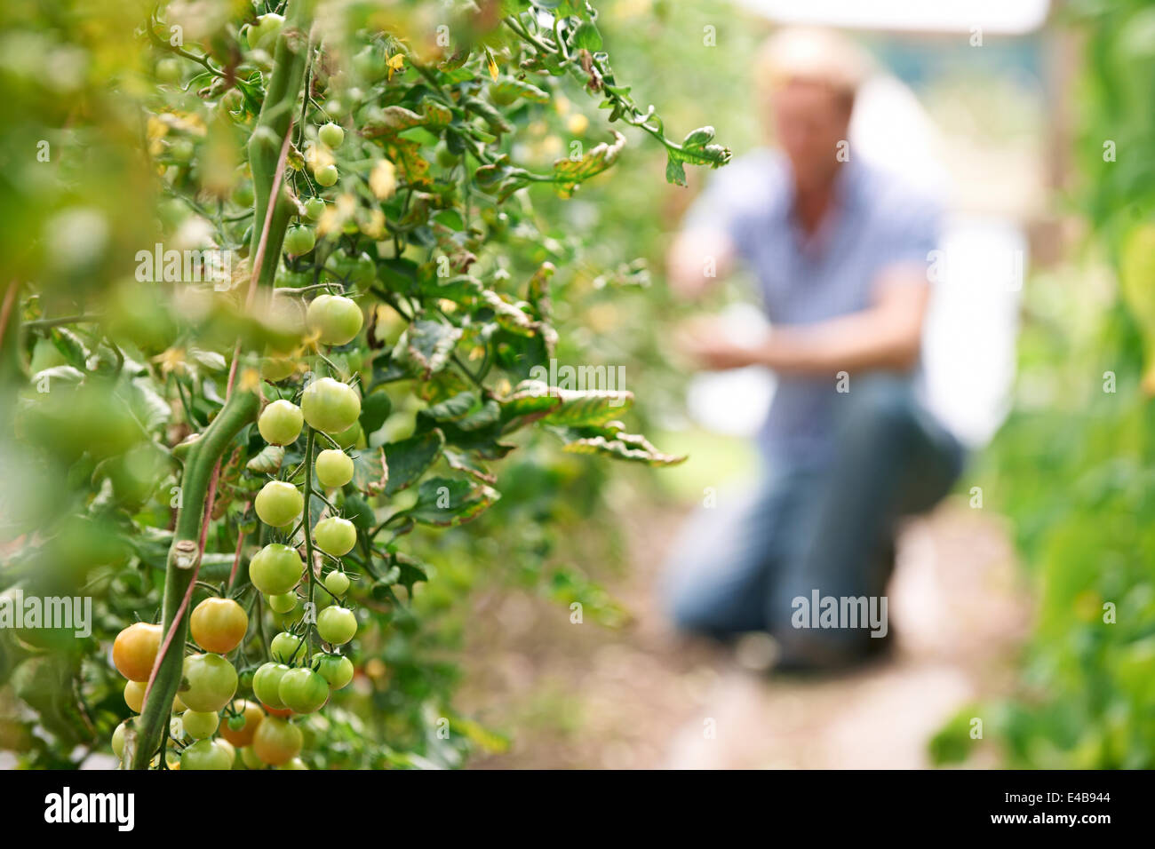 Landwirt Check-Tomatenpflanzen im Gewächshaus Stockfoto