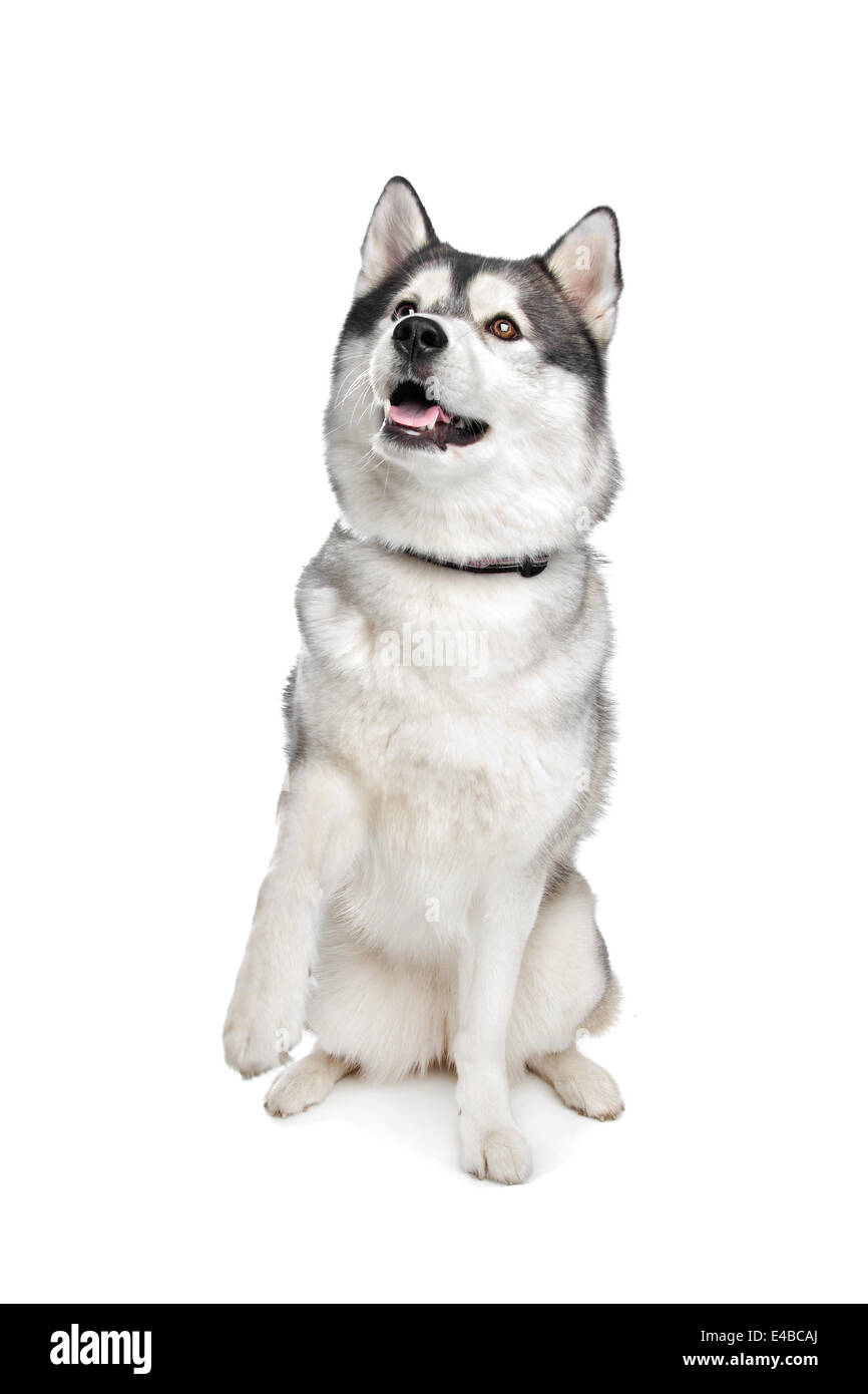 Siberian Husky Stockfoto