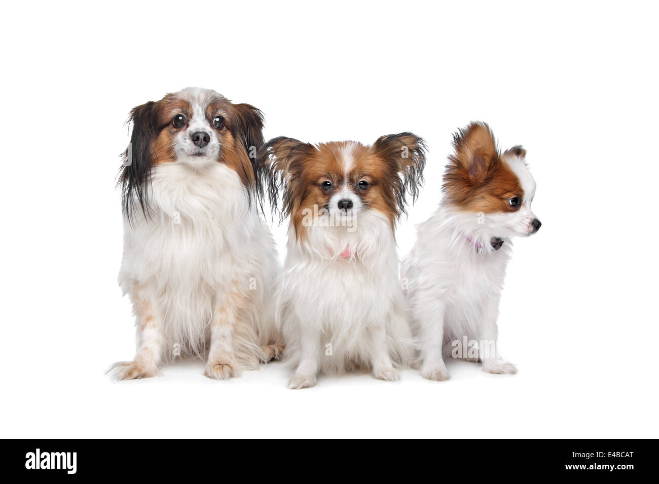 drei Papillon Hunde Stockfoto