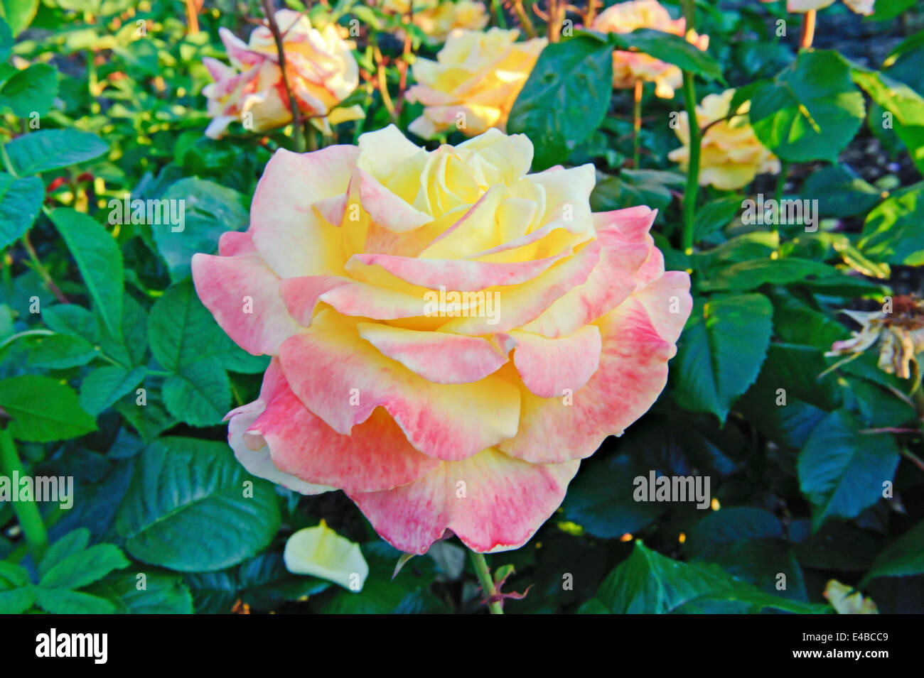 Schöne Rosen im Garten Stockfoto