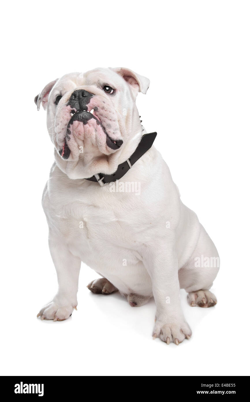 Englische Bulldogge Stockfoto