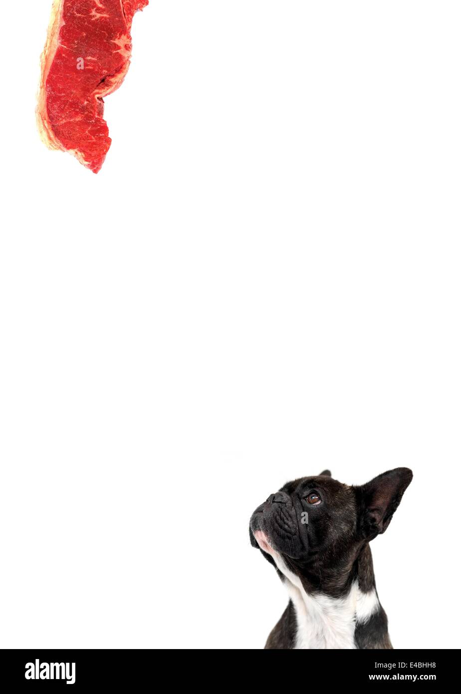 Hunde auf dem weißen Hintergrund isoliert Stockfoto
