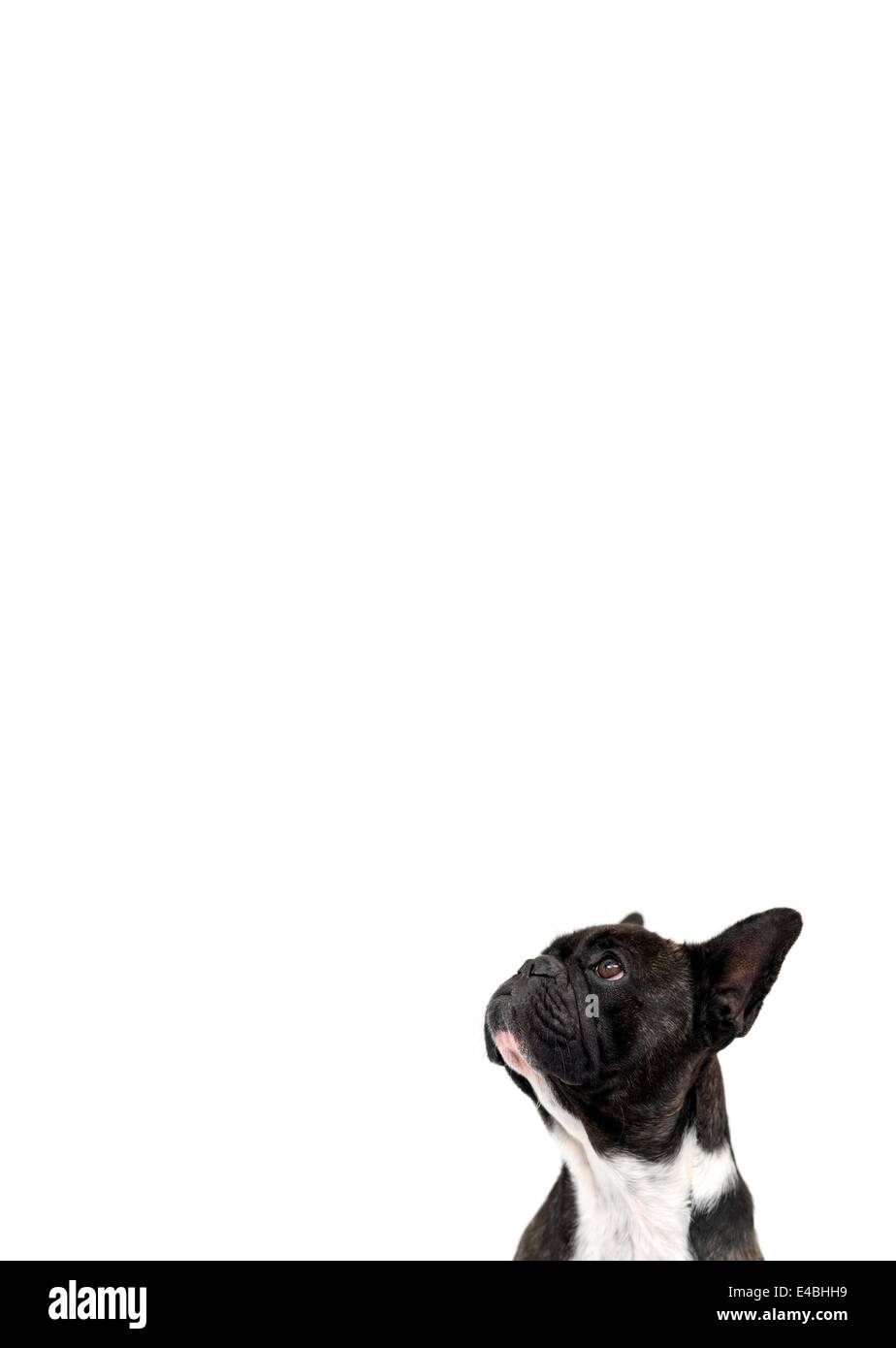 Hunde auf dem weißen Hintergrund isoliert Stockfoto