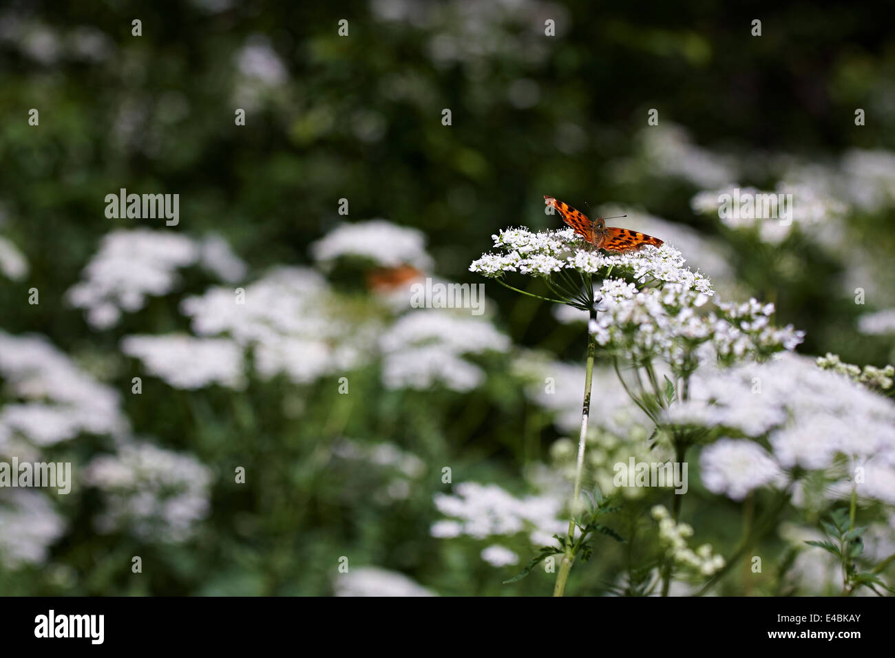 Schmetterling auf Blume Stockfoto