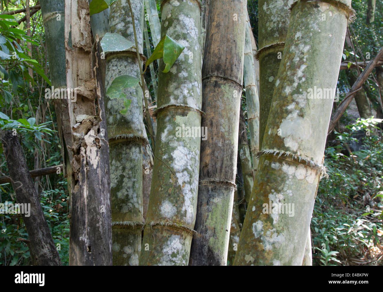 Stiele Bambus Baum im weien Schimmel Stockfotografie - Alamy