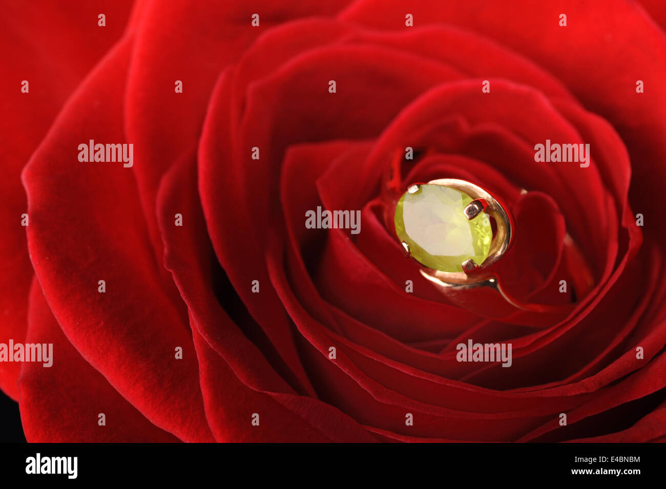 Ring in eine rote rose Stockfoto