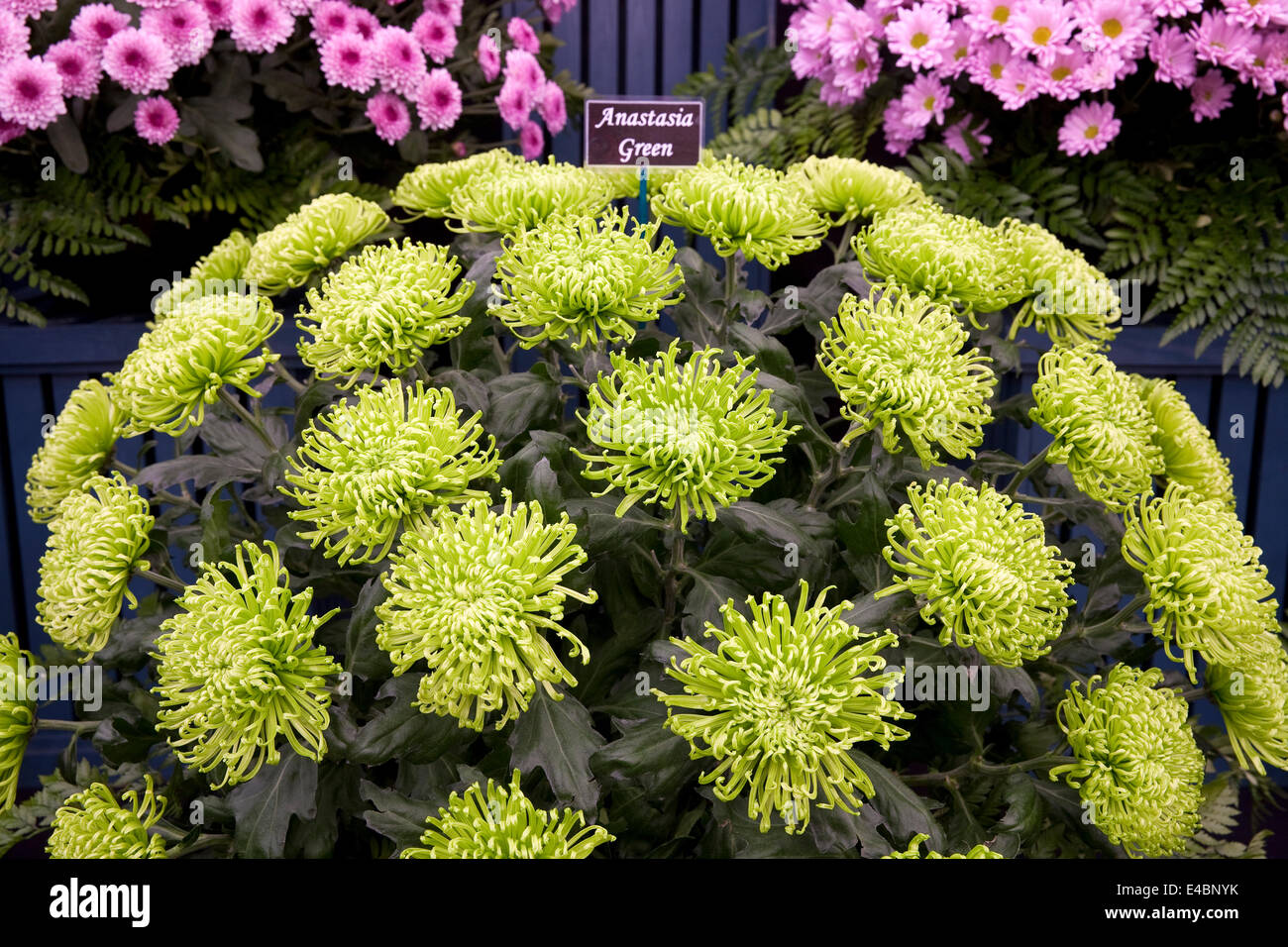 Chrysanthemum anastasia Fotos und Bildmaterial in hoher Auflösung Alamy