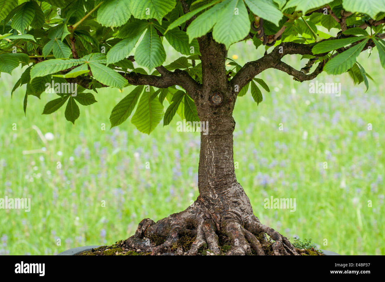 Rosskastanie (Aesculus hippocastanum) Bonsai auf einem Holztisch und weiem  Hintergrund Stockfotografie - Alamy
