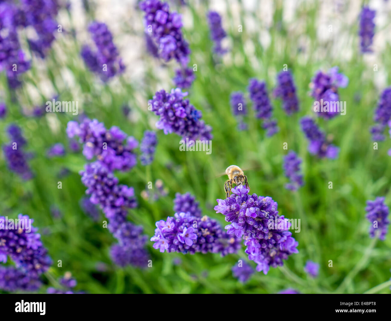 Bienen bestäuben Bett aus Lavendelblüten Stockfoto