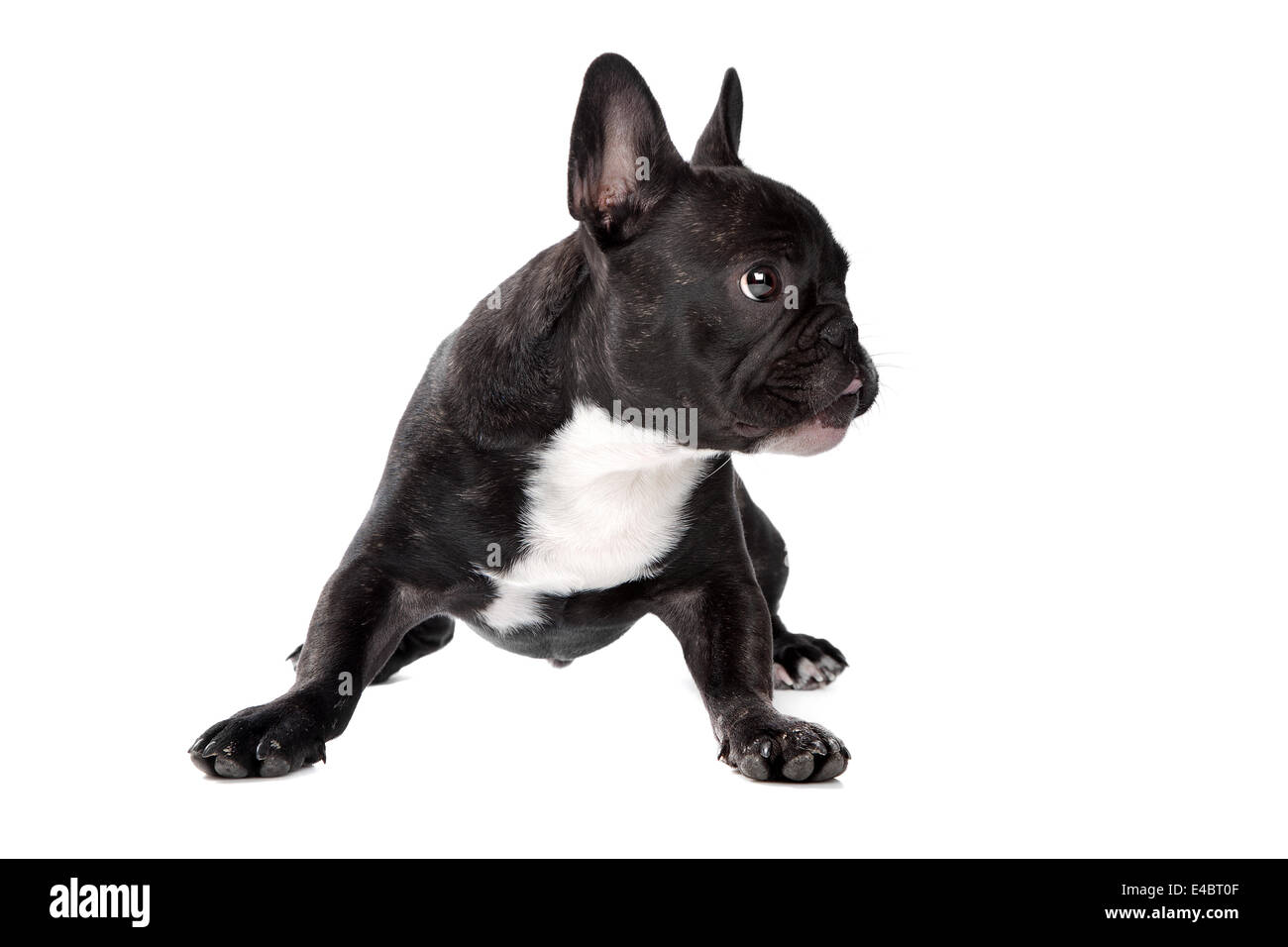 Schwarz / weiß französische Bulldogge Stockfoto