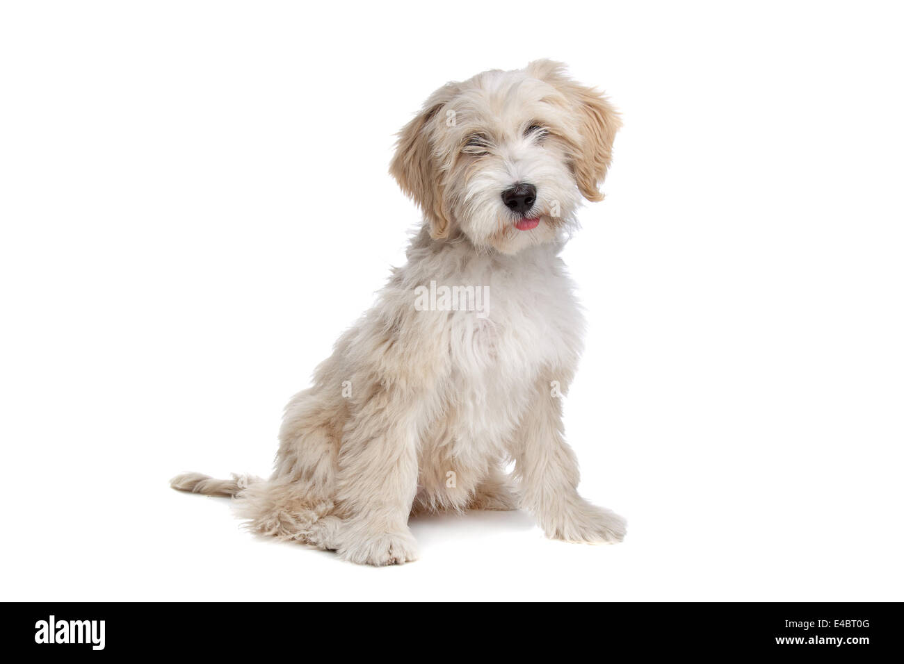 Tibet Terrier Stockfoto