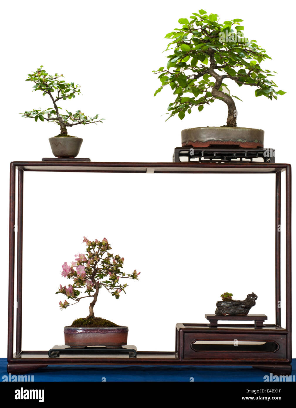 Shohin-Bonsai-Bäumchen in einem Holzregal Stockfoto