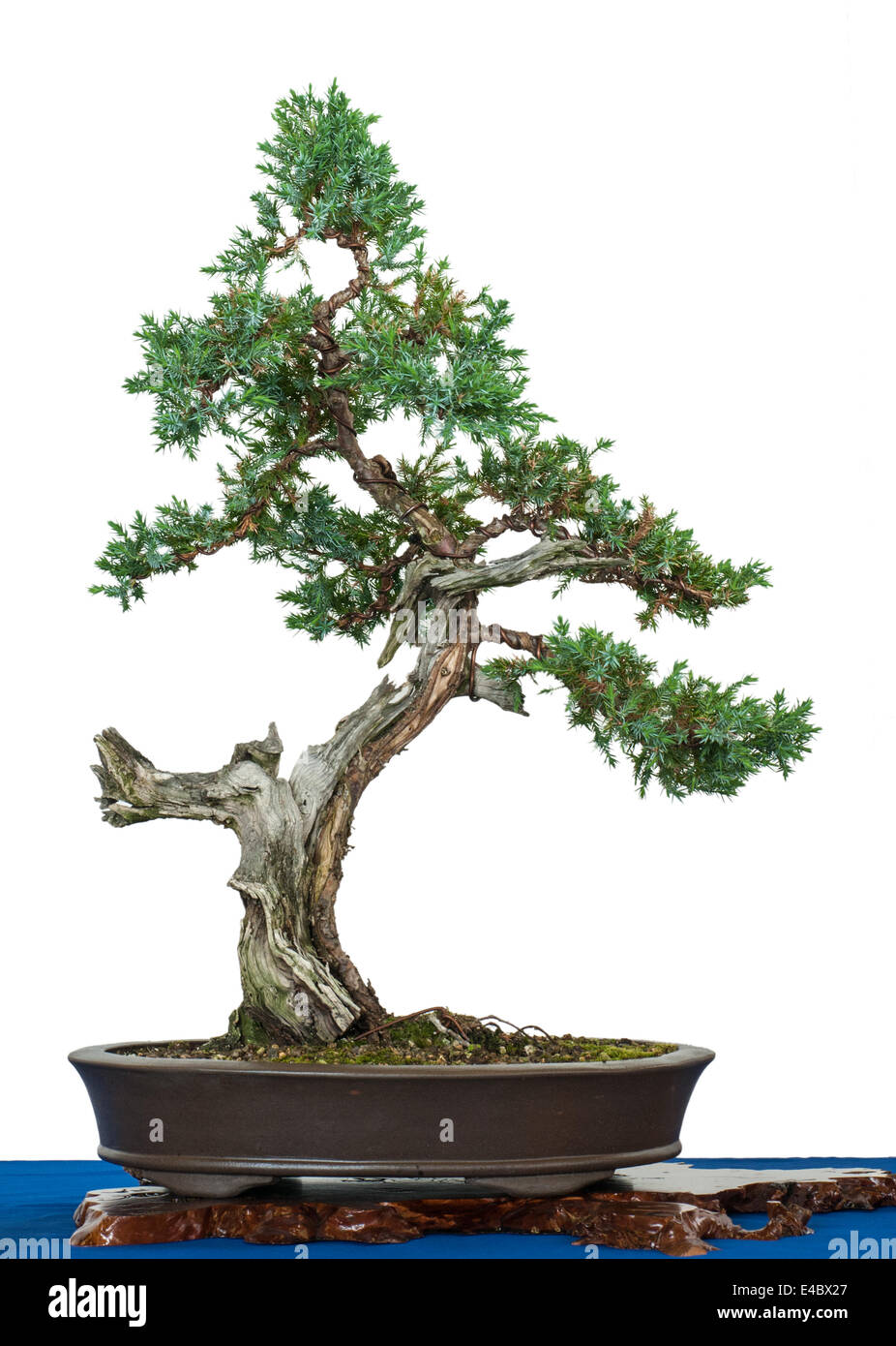 Flockige Wacholder als Bonsai-Baum Stockfoto