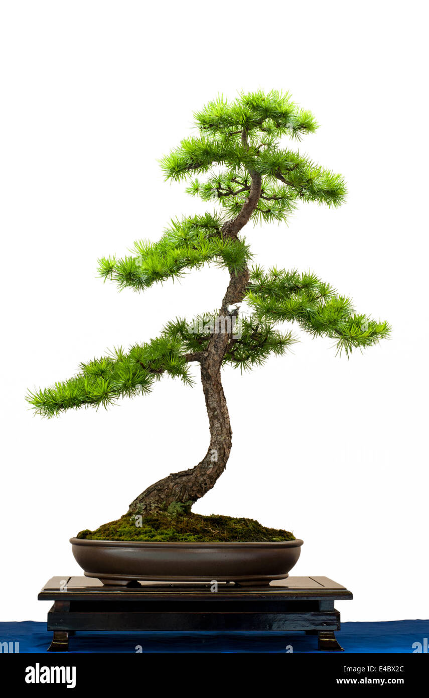 Europäische Lärche als Bonsai-Baum Stockfoto