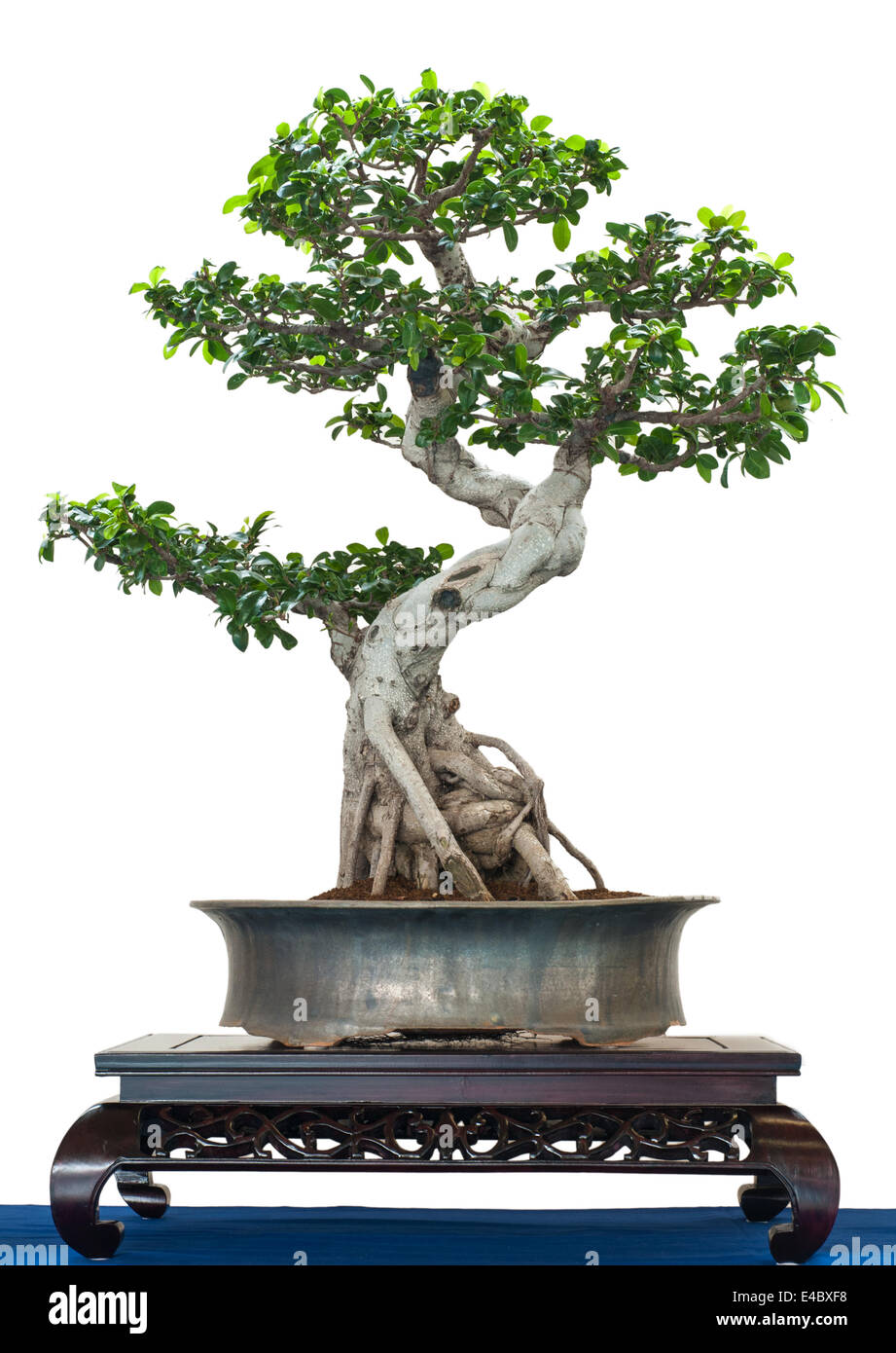Chinesische Banjan als Bonsai-Baum Stockfoto