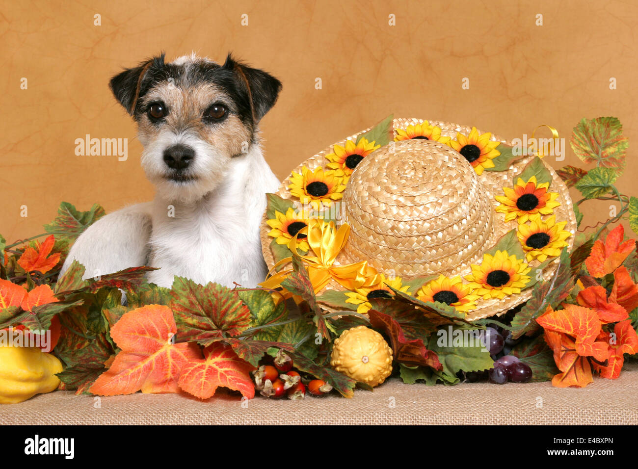 Parson Russell Terrier Stockfoto