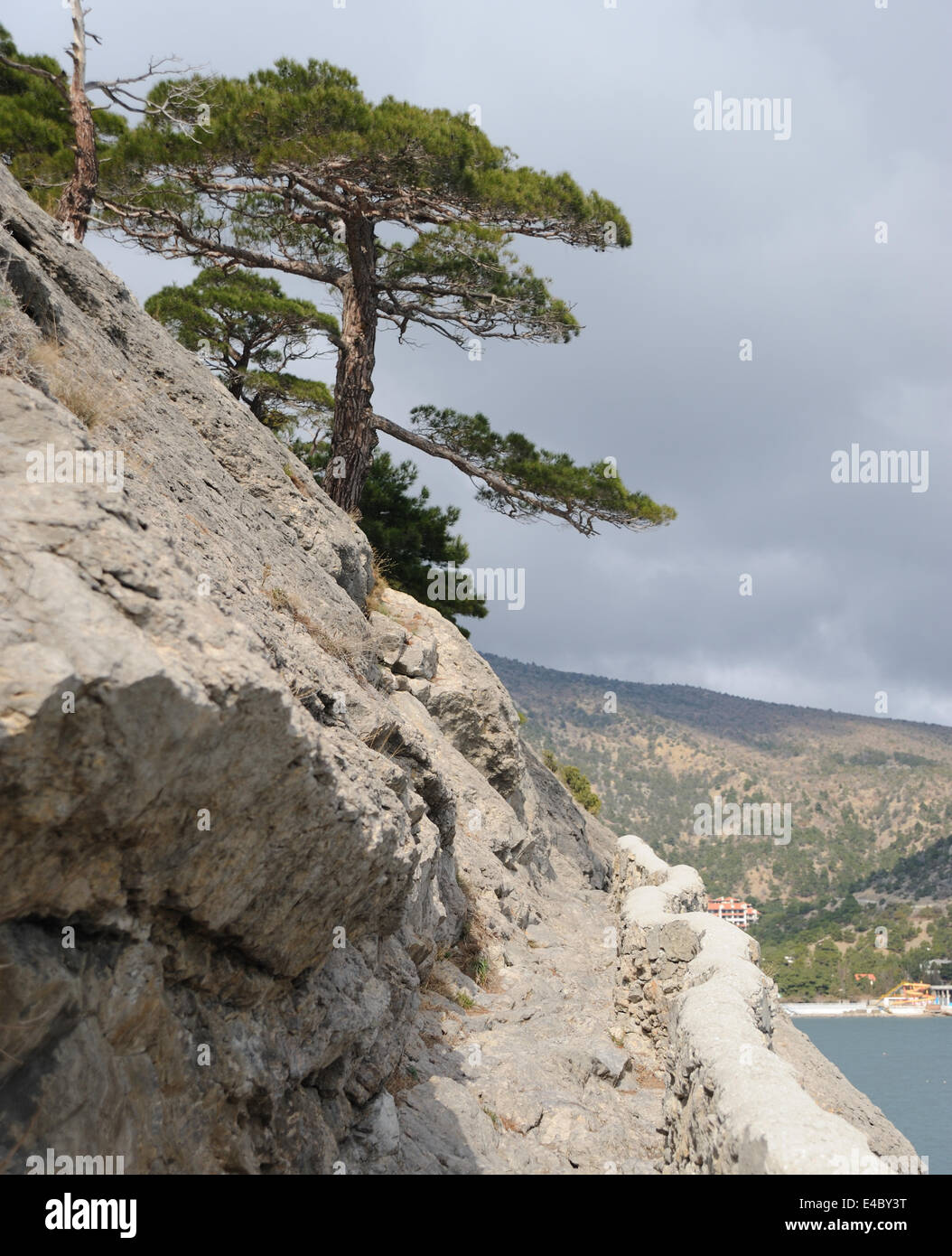 Baum am mountain.jpg Stockfoto