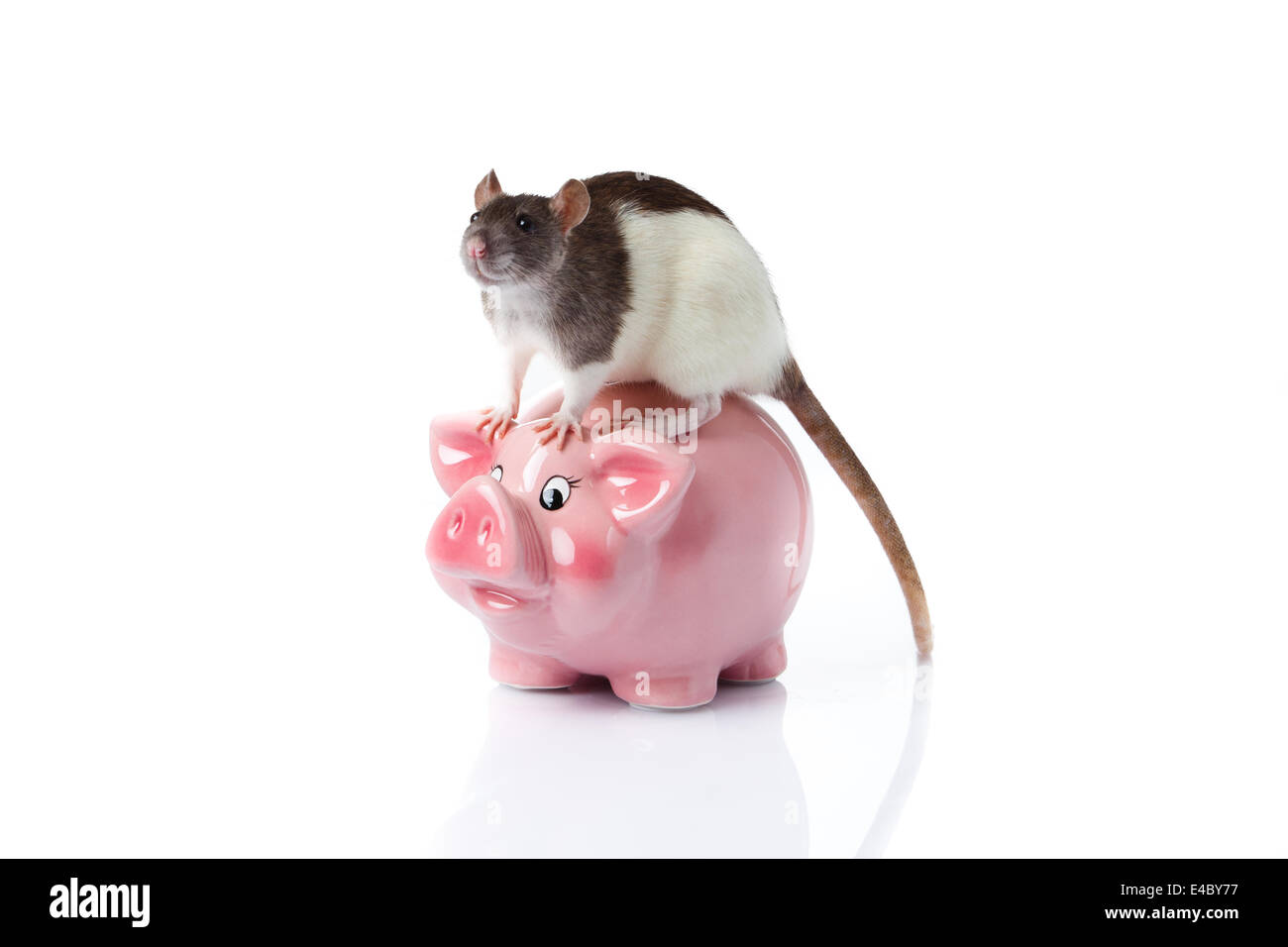 Ratte isoliert. Sparschwein Stockfoto