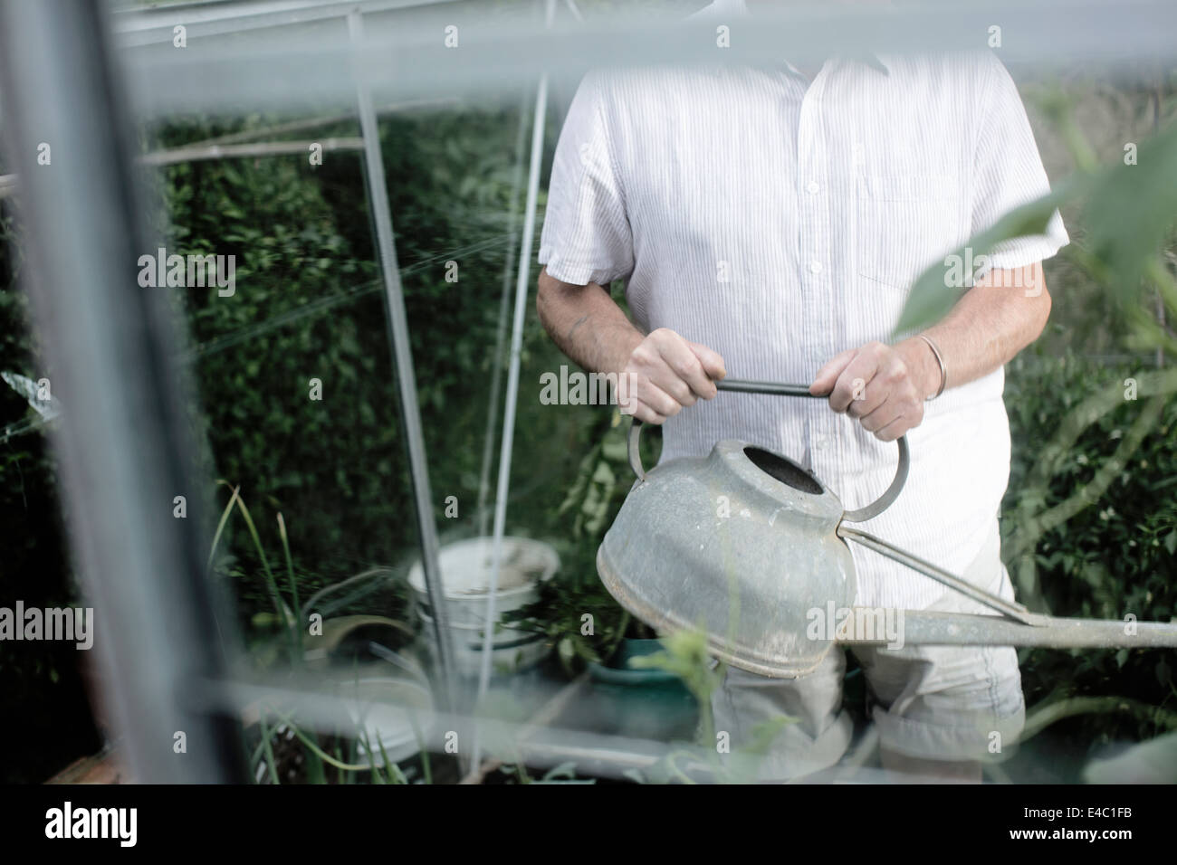 Mann, die Bewässerung von Pflanzen im Gewächshaus Stockfoto