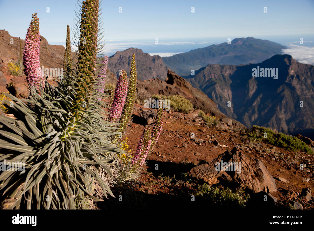 Frühlingsblumen blühen in der Nähe in der Nähe von dem Roque de Los Muchachos, Caldera de Taburiente National Park, La Palma, Kanarische Inseln, Spa Stockfoto