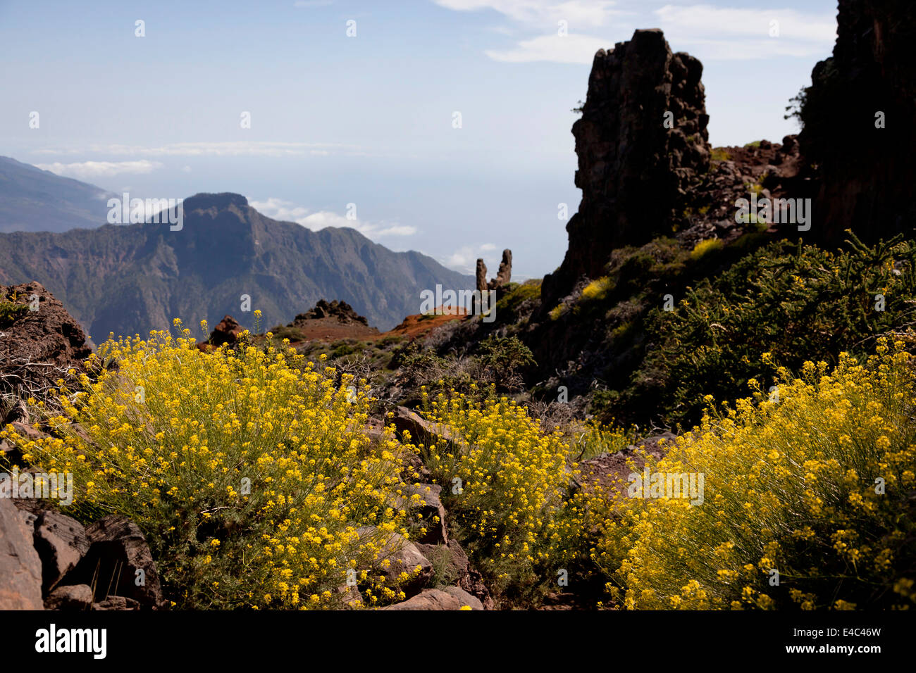 Frühlingsblumen blühen in der Nähe in der Nähe von dem Roque de Los Muchachos, Caldera de Taburiente National Park, La Palma, Kanarische Inseln, Spa Stockfoto