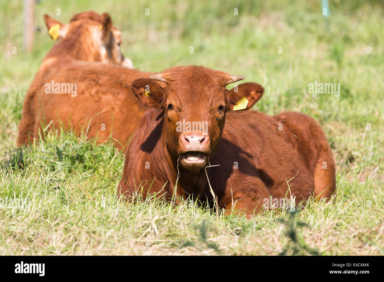 Limousin-Rinder weiden, Norfolk England UK Stockfoto