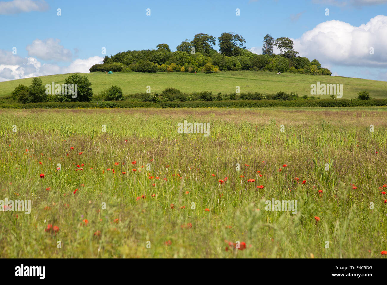 Wittenham Klumpen, die Erde Vertrauen Oxfordshire Stockfoto