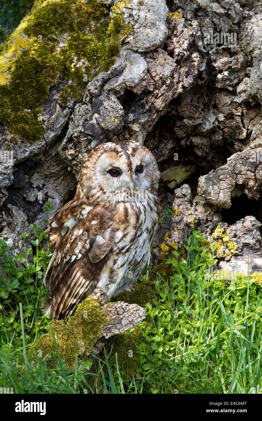 Waldkauz Strix Aluco thront auf der Basis eines großen Baumes genommen unter kontrollierten Bedingungen Stockfoto