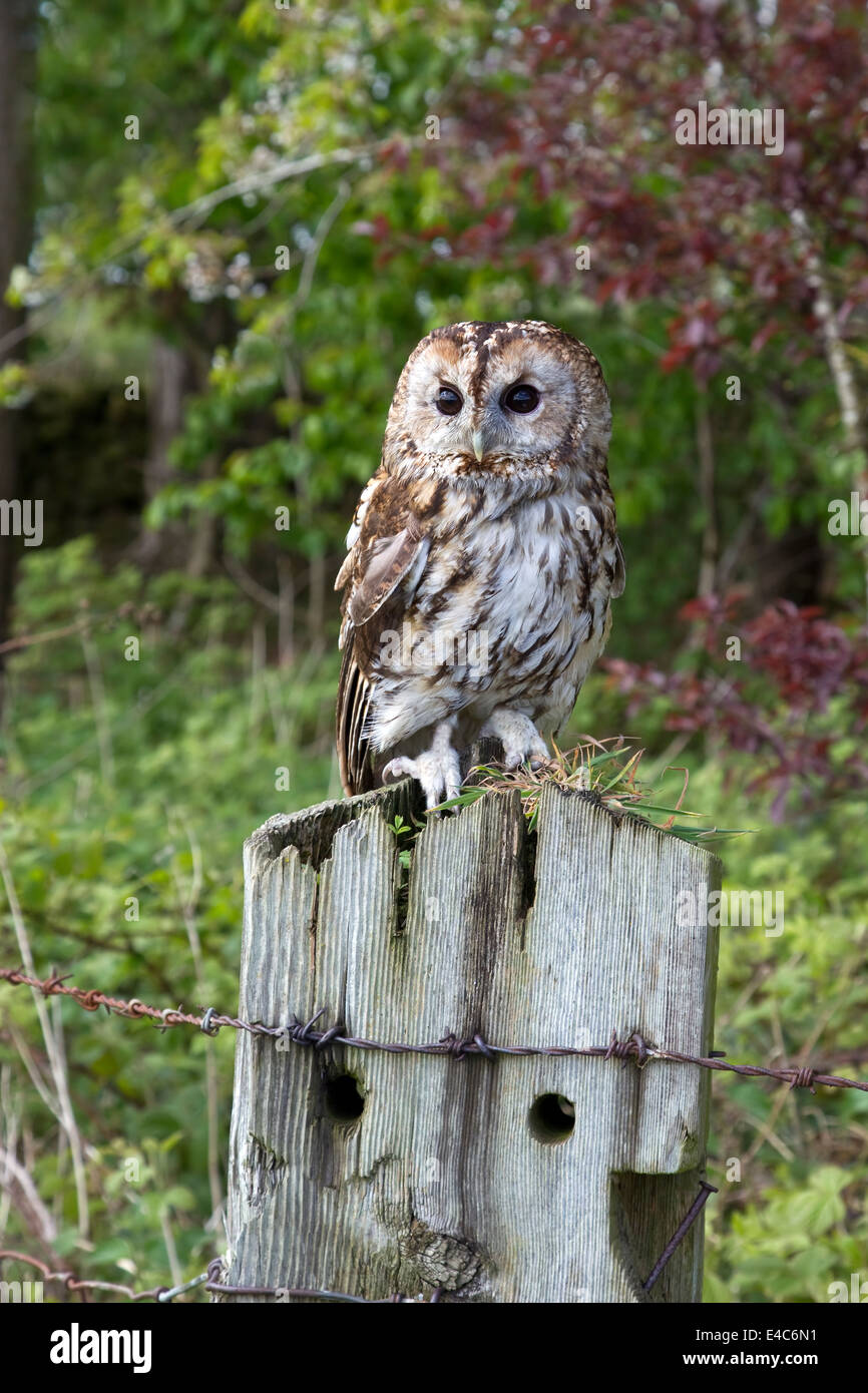 Waldkauz Strix Aluco thront auf einem alten Zaun Post mit einem Wald Hintergrund unter kontrollierten Bedingungen Stockfoto