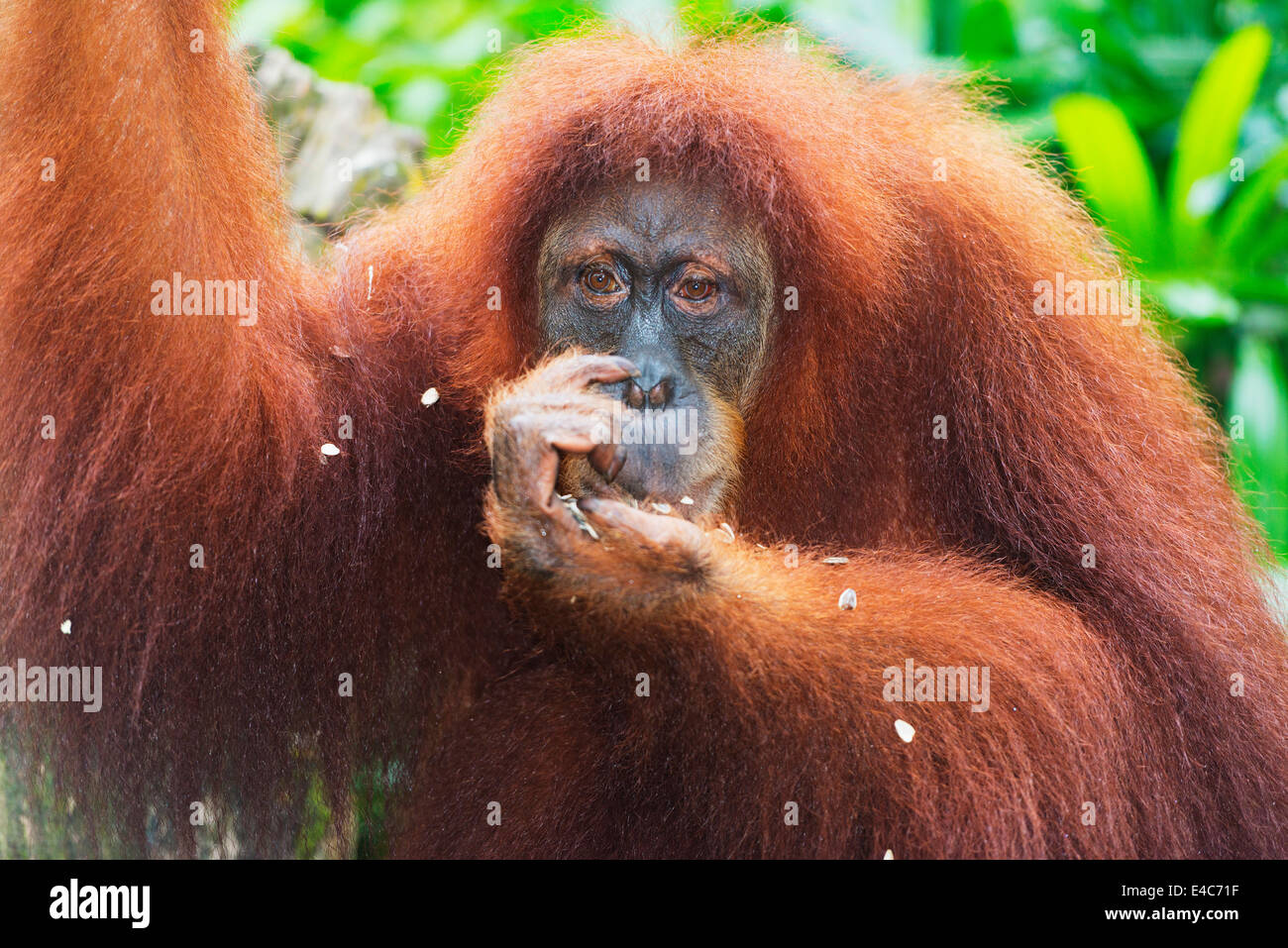South East Asia, Singapur, Singapur Zoo, Orang-Utan (Pongo Borneo) Stockfoto