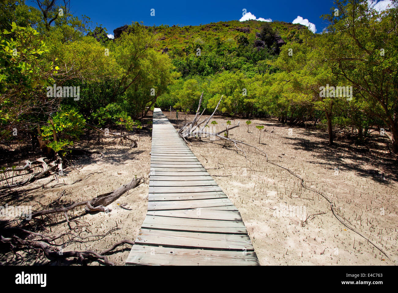 Trailway durch den Mangrovenwald Stockfoto