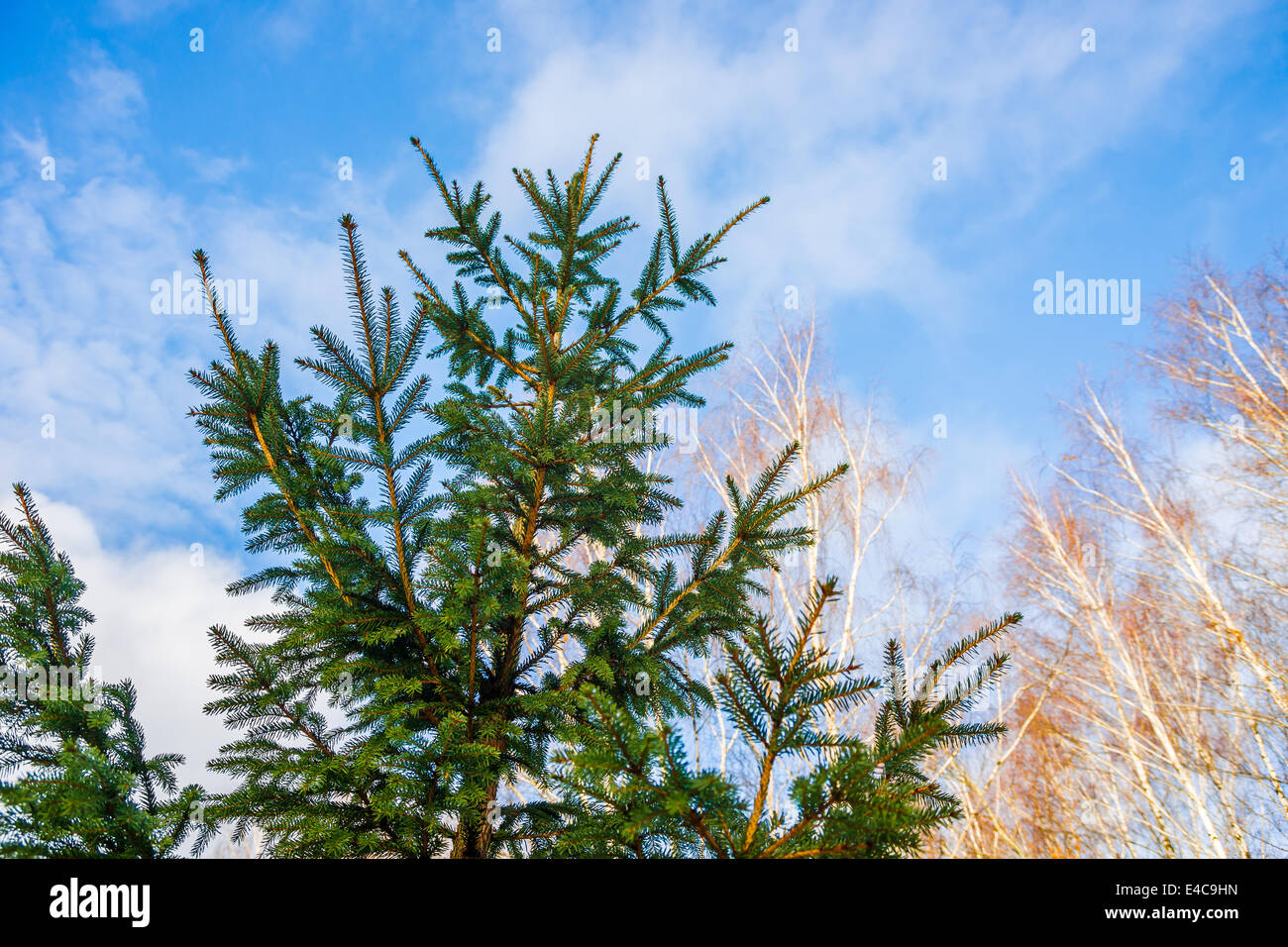 Junge grüne Tanne gegen blauen Winterhimmel Stockfoto