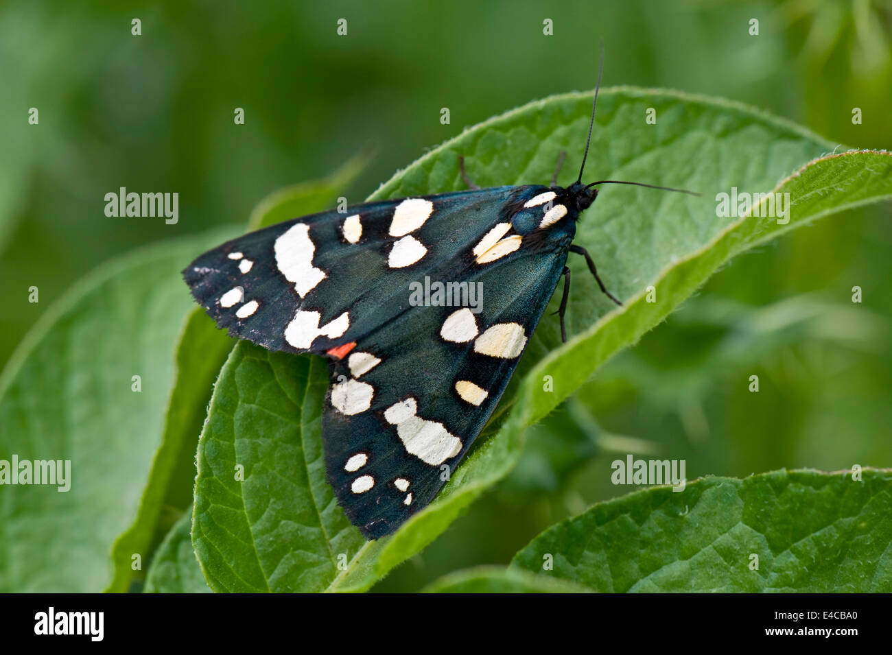 Eine weibliche scharlachrote Tiger Moth, Art Dominula, mit Flügeln geschlossen aber noch ein wenig zeigen von ihrem roten Underwing Stockfoto
