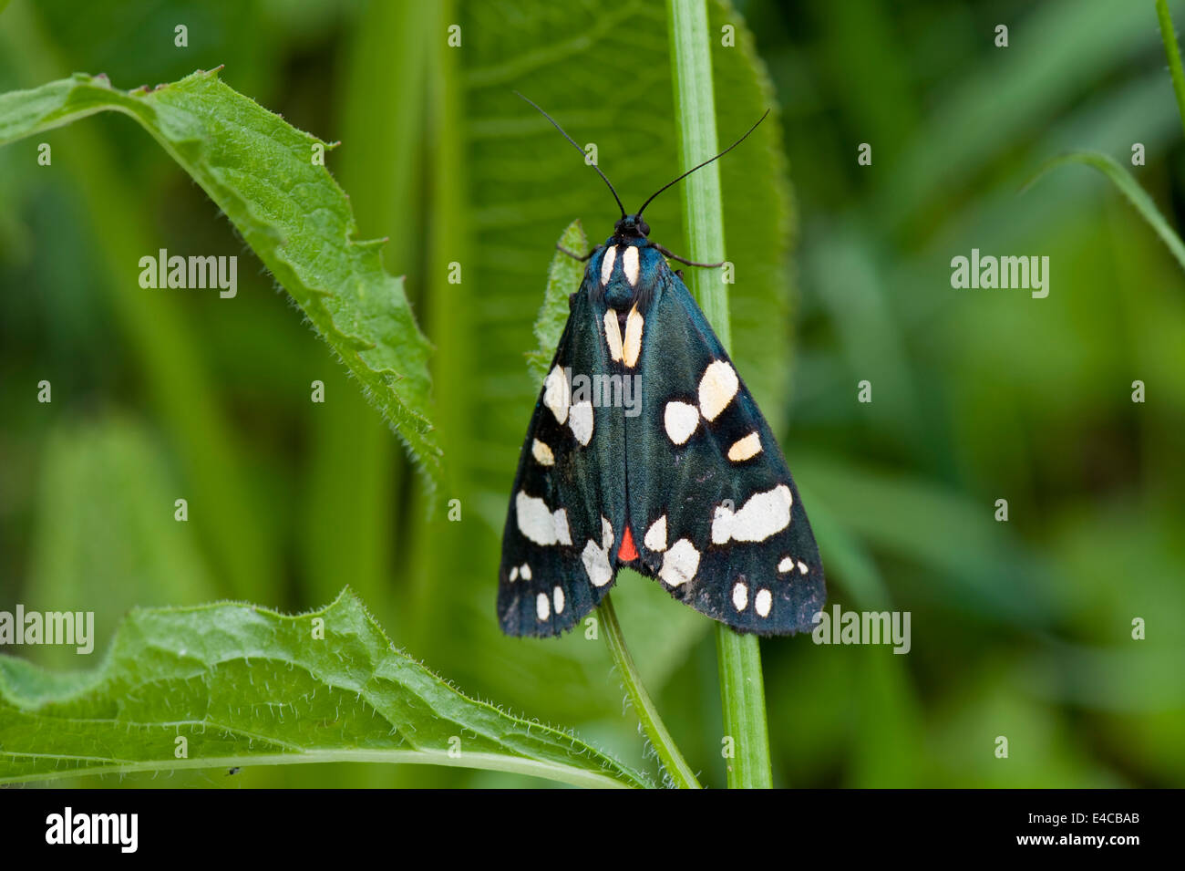 Eine weibliche scharlachrote Tiger Moth, Art Dominula, mit Flügeln geschlossen aber noch ein wenig zeigen von ihrem roten Underwing Stockfoto