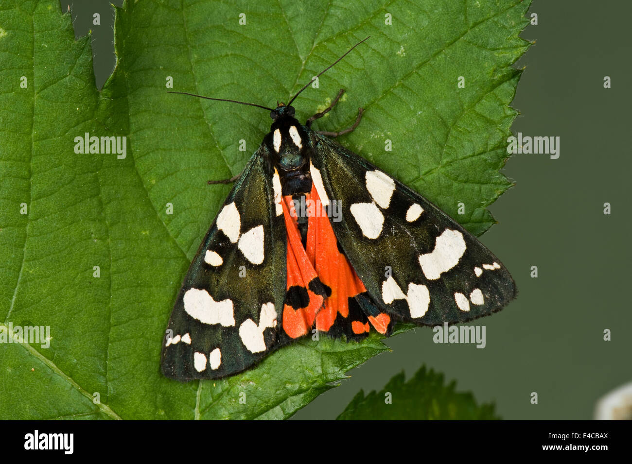 Eine weibliche scharlachrote Tiger Moth, Art Dominula, mit Flügeln leicht geöffnet, zeigt ein wenig von ihrem roten Underwing Stockfoto