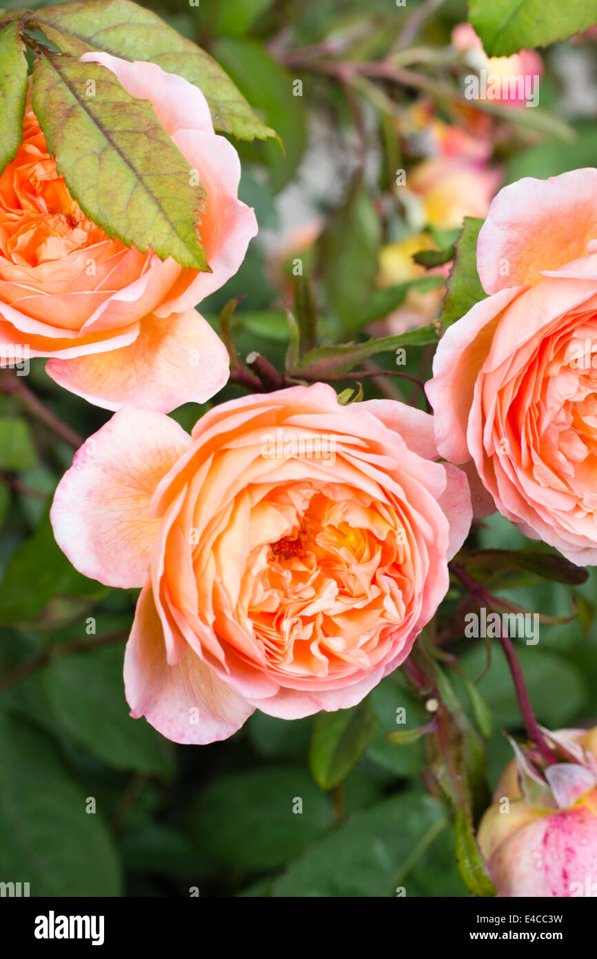 Blumen der englische Rose, Rosa "Lady Emma Hamilton" Stockfoto