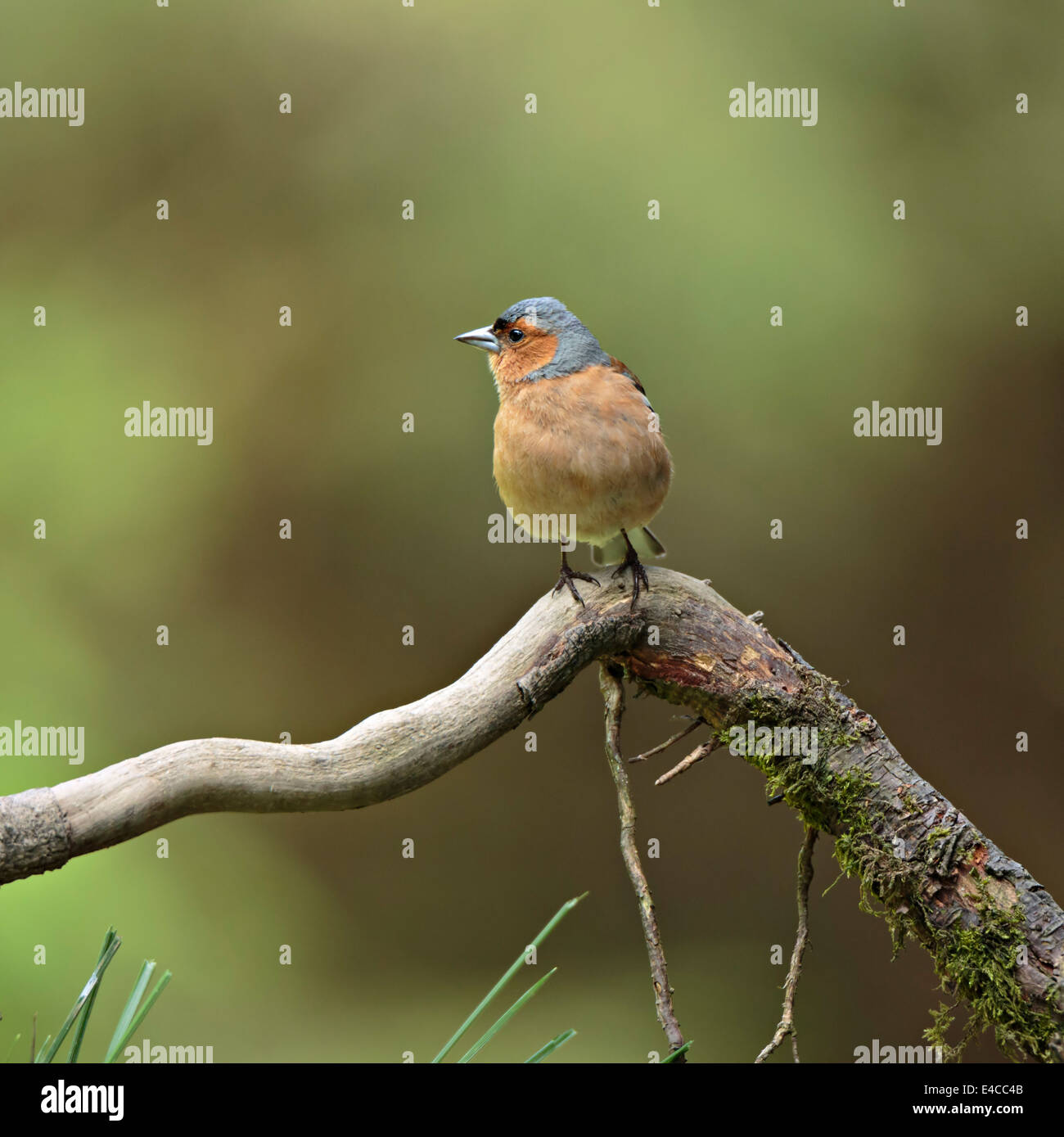 Gemeinsamen Buchfink, Fringilla Coelebs, Männlich Stockfoto