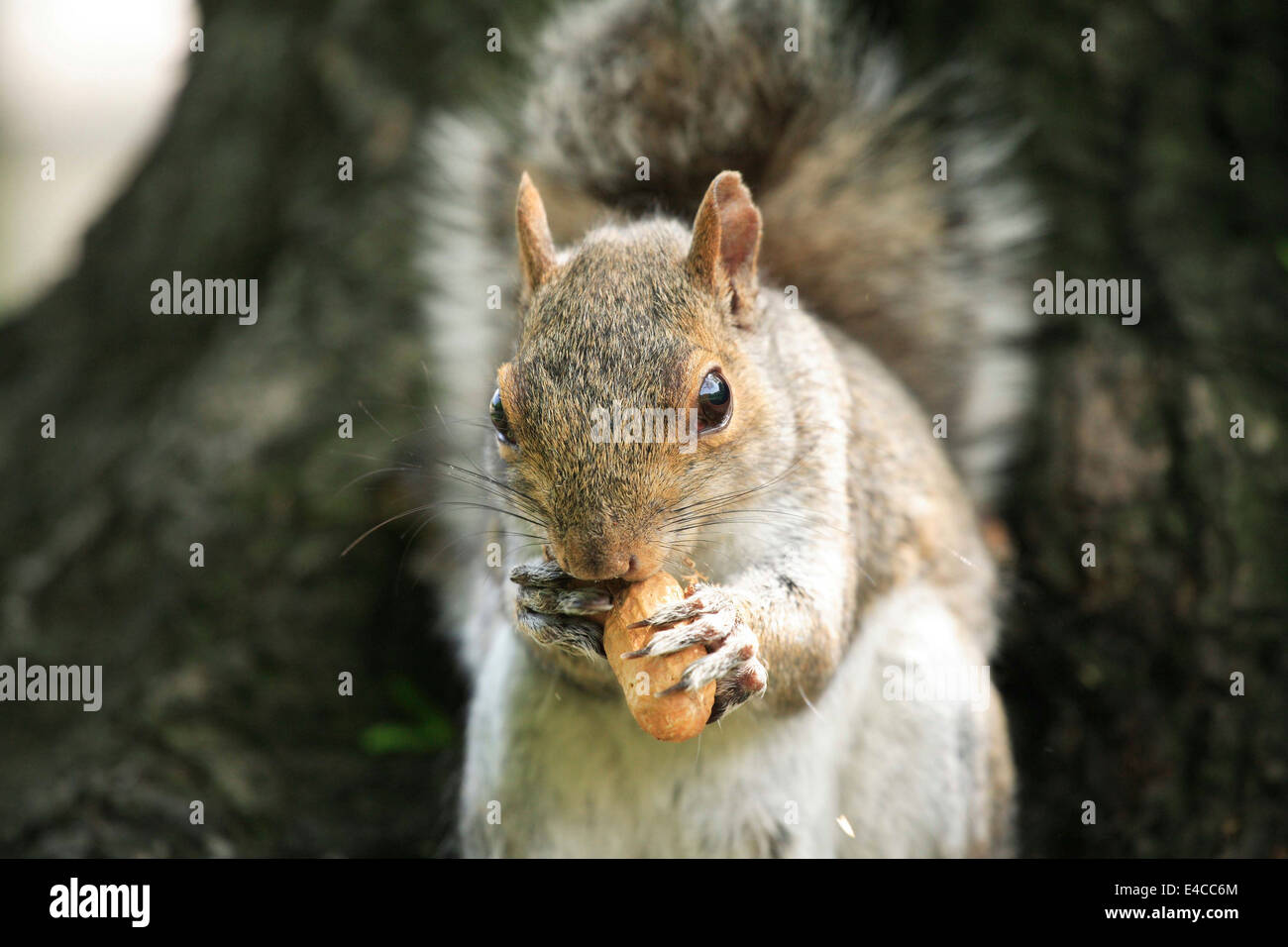 Eichhörnchen, Familie Sciuridae oder Nagetier Mutter Essen. Stockfoto