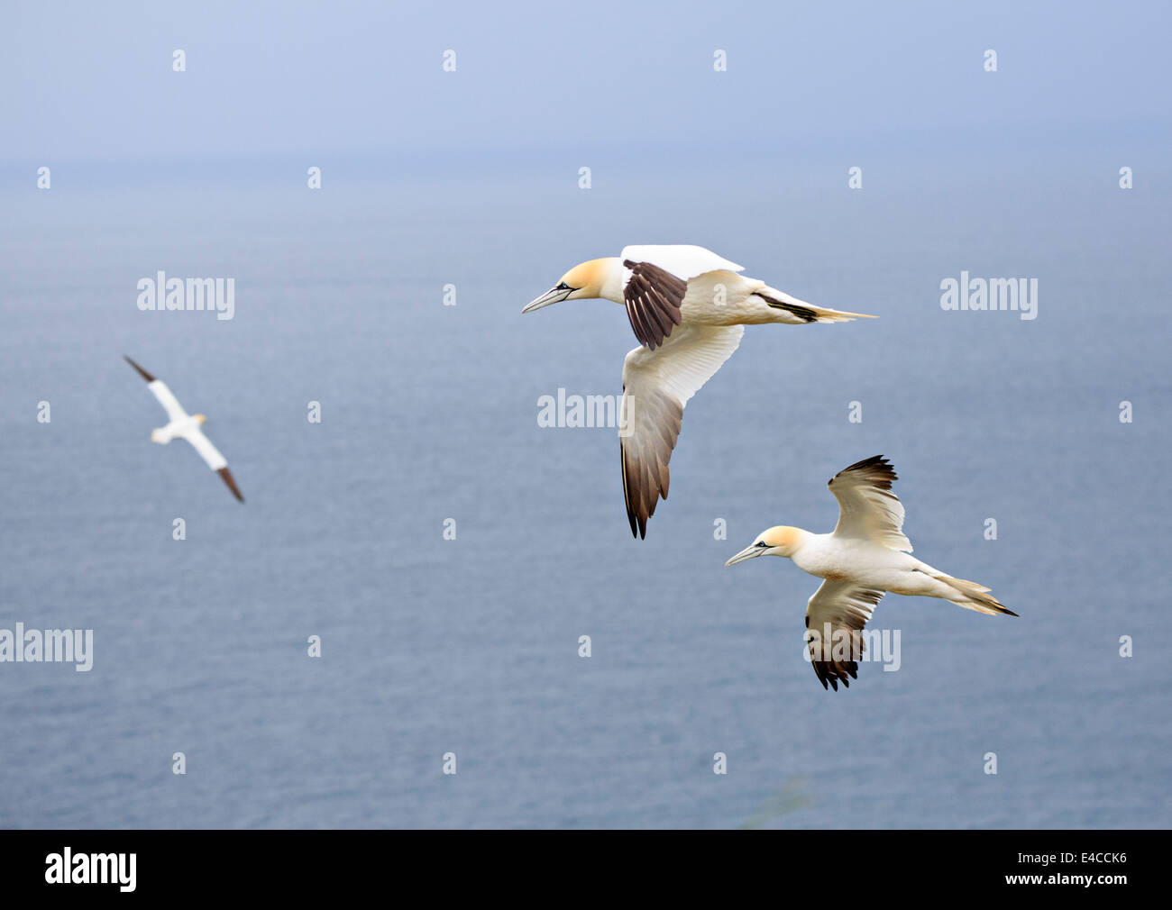 Basstölpel Morus Bassanus. Basstölpel im Flug im RSPB Bempton Cliffs Anfang Juni. Stockfoto