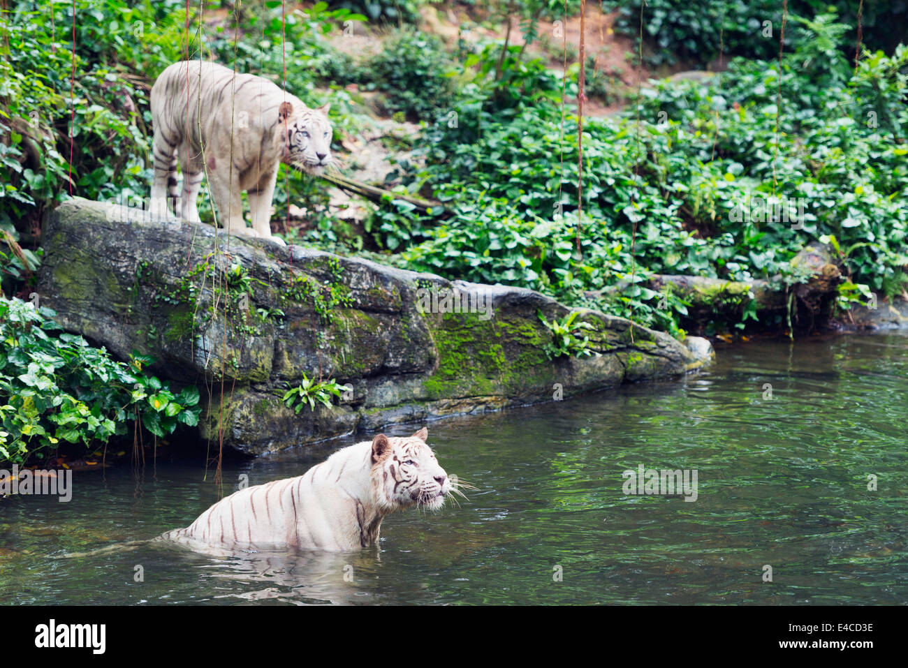 South East Asia, Singapur, Singapur Zoo, Panthera Tigris Tigris weiße Tiger Stockfoto
