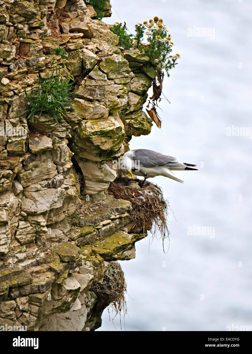 Dreizehenmöwe, Rissa Tridactyla. Vogel mit zwei Eiern im Nest bei RSPB Bempton Bliffs, Yorkshire. Stockfoto