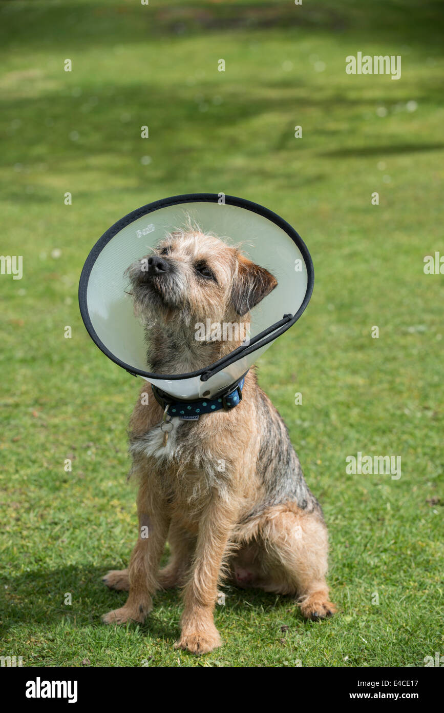 "Buster Collar" - kegelförmige Haube auf junger Border Terrier Welpe ausgestattet, um zu verhindern, dass ihm kratzt an den letzten Vorgang. Stockfoto