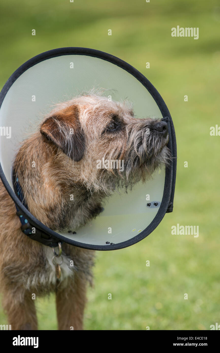 "Buster Collar" - kegelförmige Haube auf junger Border Terrier Welpe ausgestattet, um zu verhindern, dass ihm kratzt an den letzten Vorgang. Stockfoto
