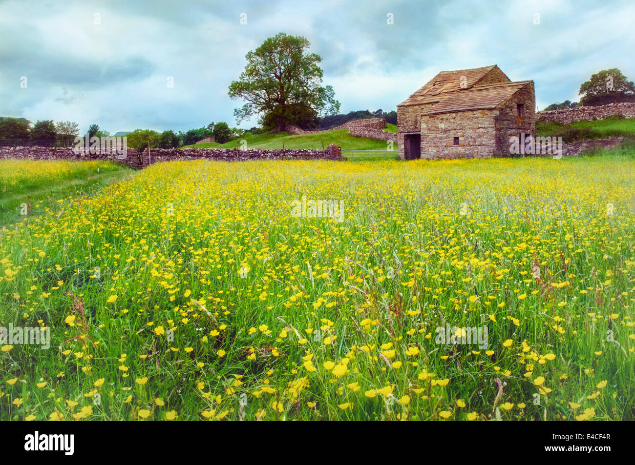 Feld Gras und Butterblumen mit einer Scheune und Trockenmauern in Yorkshire Stockfoto