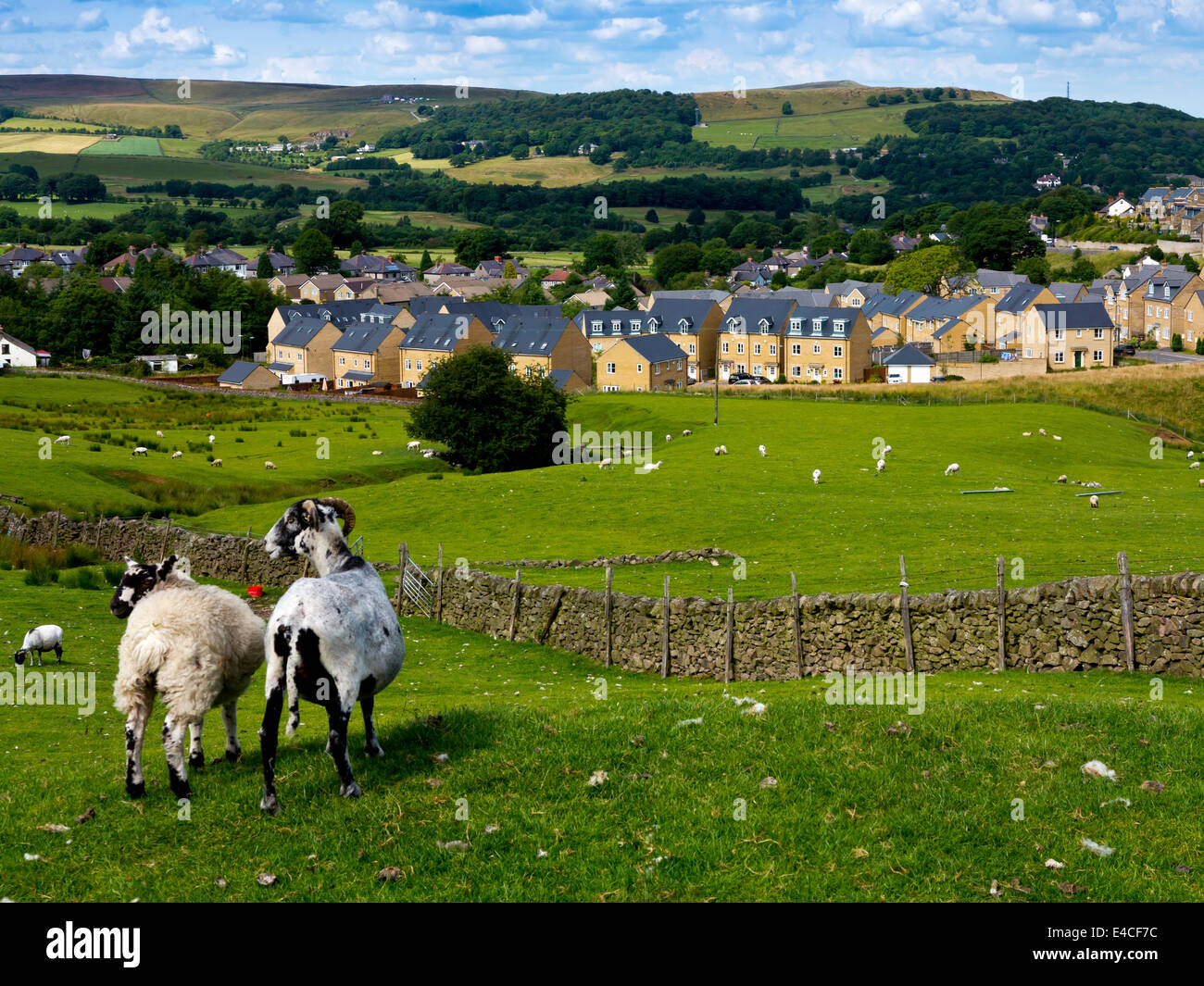 Neue Wohnsiedlung bebaut Landschaft am Stadtrand von Buxton im Peak District Derbyshire England UK mit Schafen in Bereichen Stockfoto