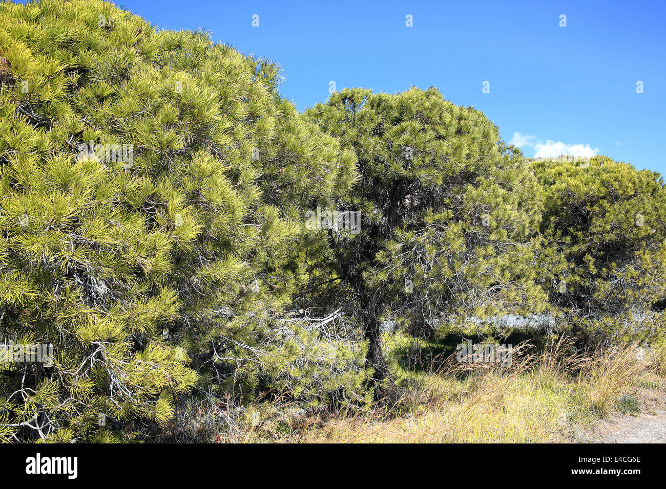 Pinie (Pinus Pinea) und immergrüne Nadelbäume Kegel Baum in Ländern des Mittelmeerraums und Nordafrika heimisch Stockfoto