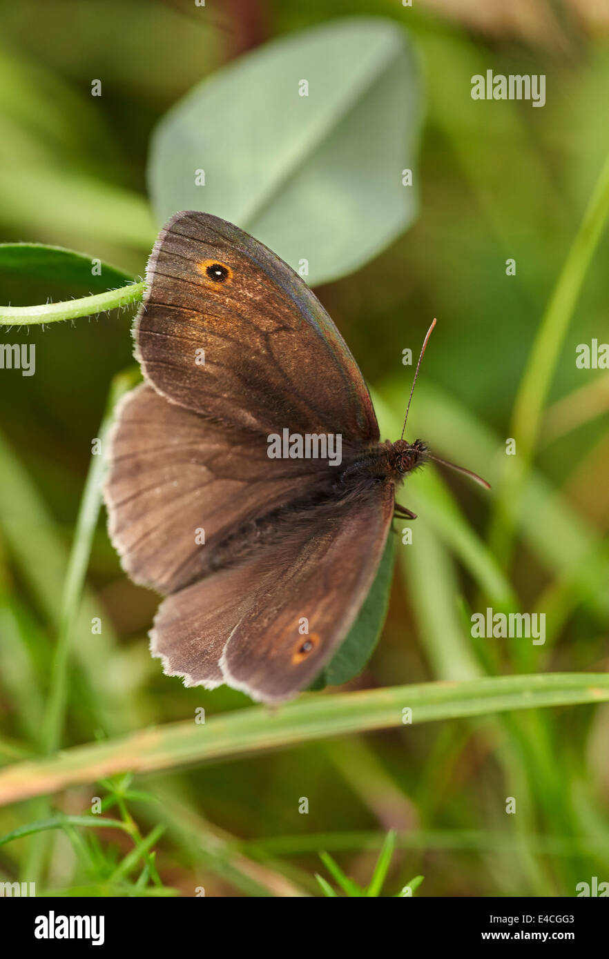 Wiese braun Schmetterling. Hurst Wiesen, West Molesey Surrey, England. Stockfoto