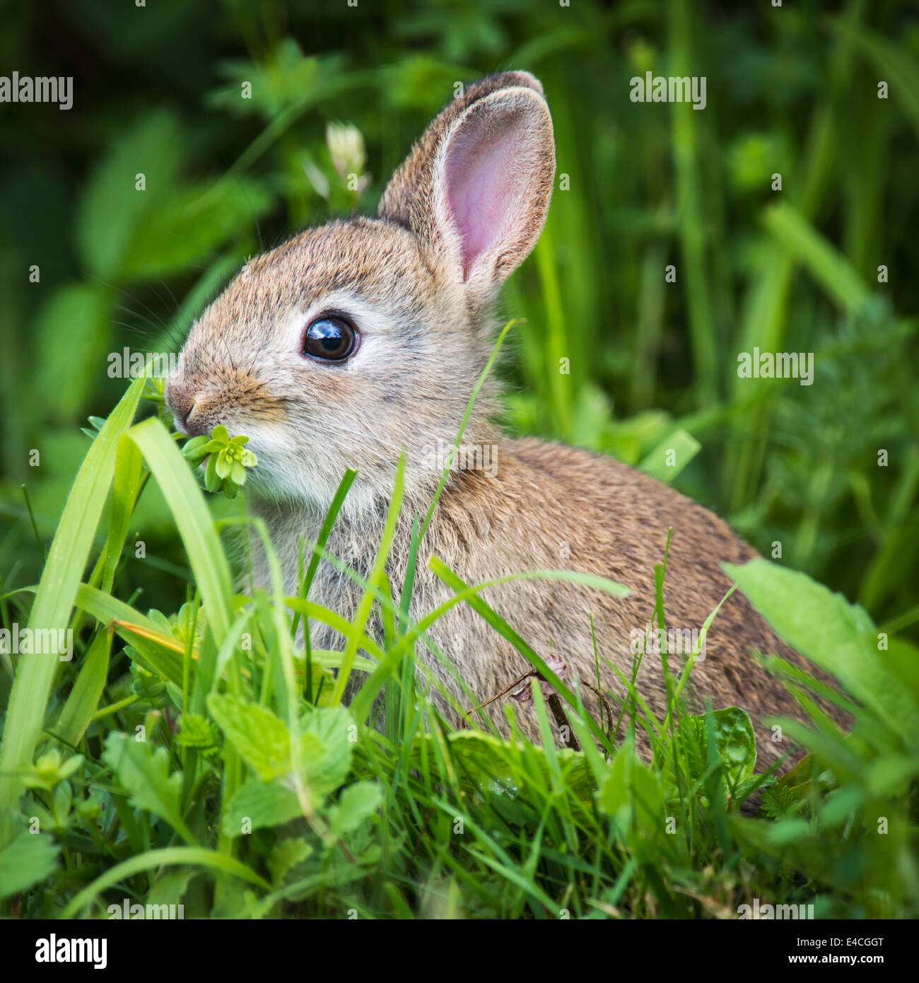 Junge Kaninchen knabbern vegetation Stockfoto