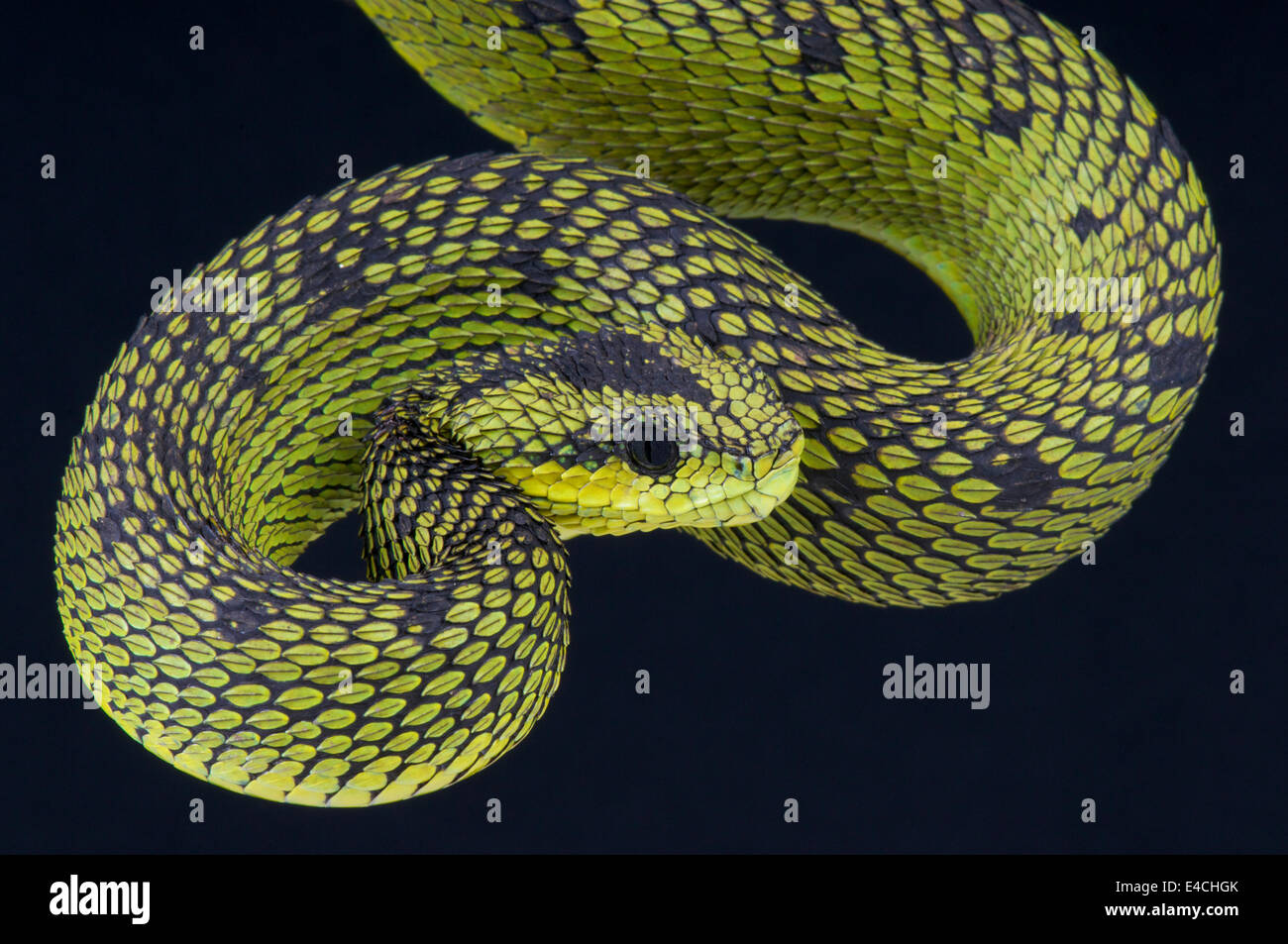 Great Lakes bush Viper / Atheris Nitschei Stockfoto