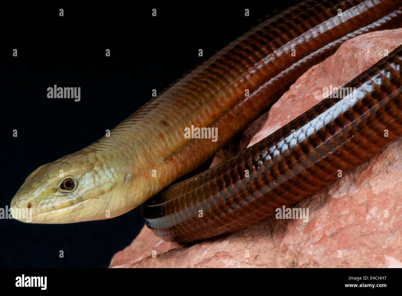 Scheltopusik / Pseudopus Apodus Stockfoto